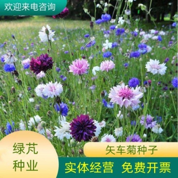 矢车菊种子四季播种开花庭院室外蓝色耐寒花籽春季易活花种籽