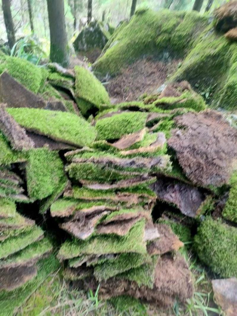 苔藓，野生苔藓，公园，专用绿化，给人们带来舒服新鲜空气