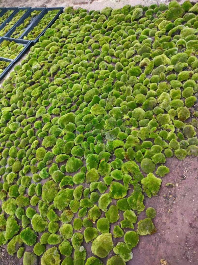 苔藓，野生苔藓，公园，专用绿化，给人们带来舒服新鲜空气