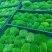 苔藓，野生苔藓，公园，专用绿化，给人们带来舒服新鲜空气