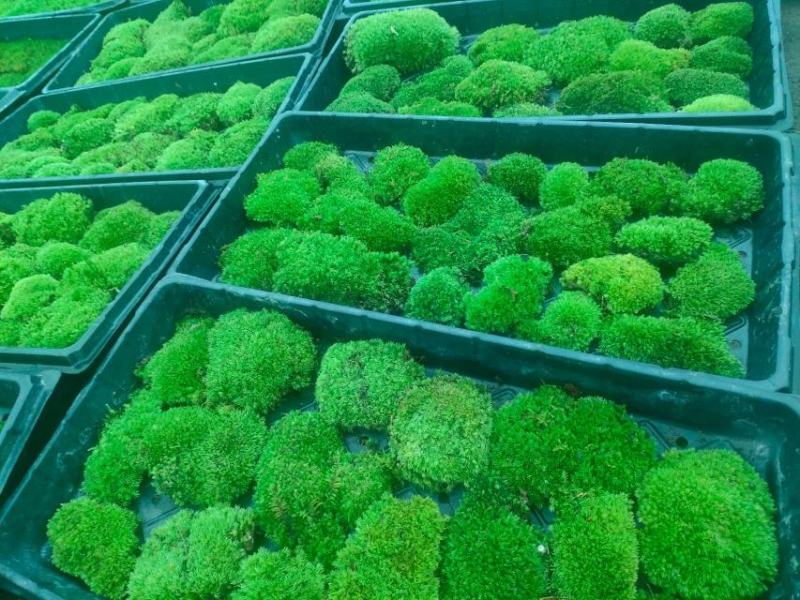 苔藓，野生苔藓，公园，专用绿化，给人们带来舒服新鲜空气