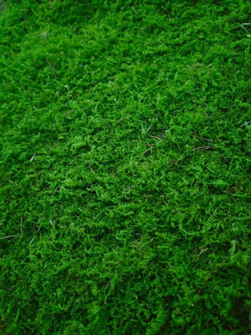 苔藓，野生苔藓，公园，专用绿化，给人们带来舒服新鲜空气