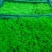 苔藓，野生苔藓，公园，专用绿化，给人们带来舒服新鲜空气