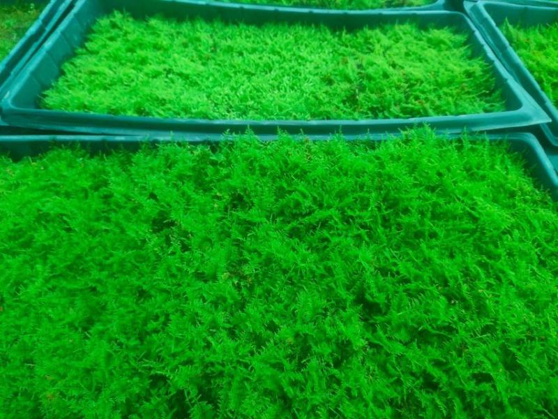 苔藓，野生苔藓，公园，专用绿化，给人们带来舒服新鲜空气