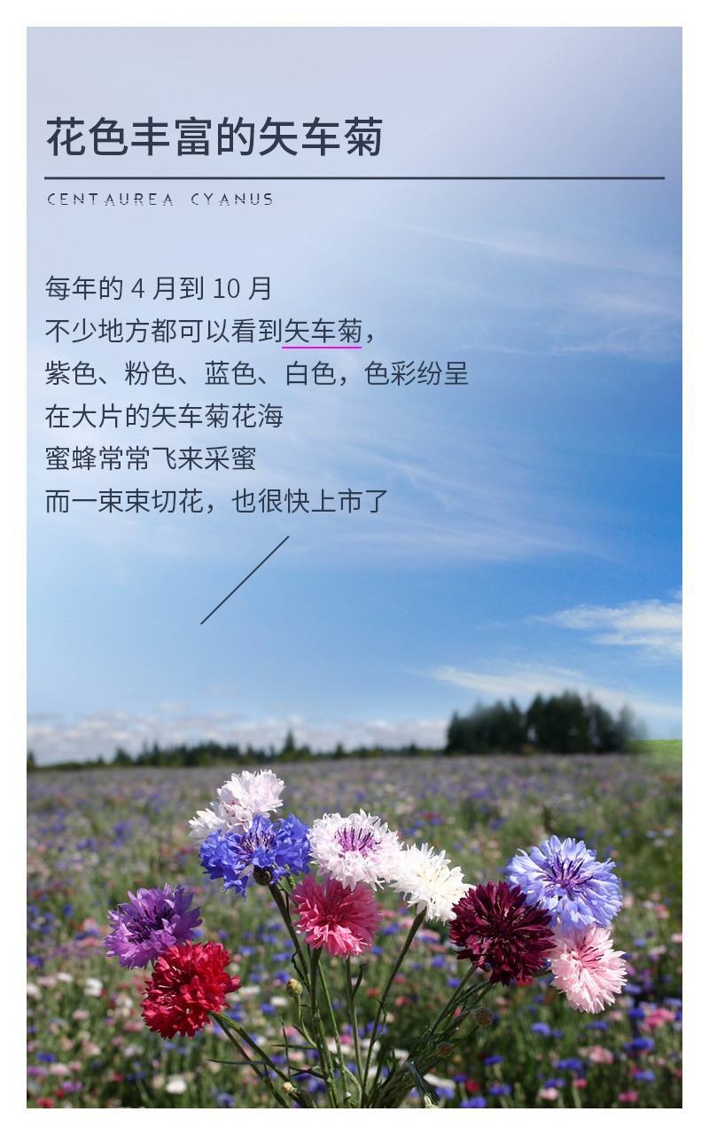 矢车菊种子四季播种开花庭院室外蓝色耐寒花籽春季易活花种籽