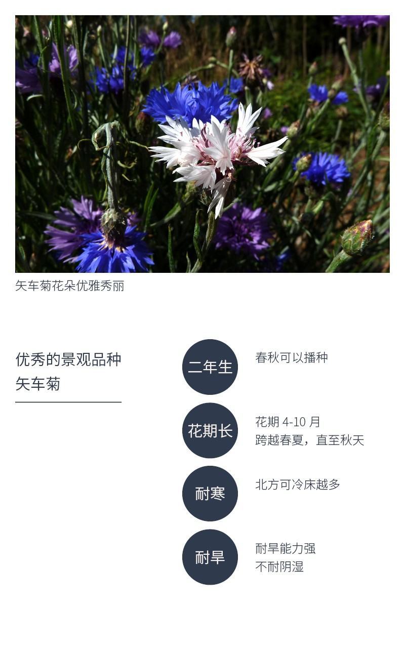 矢车菊种子四季播种开花庭院室外蓝色耐寒花籽春季易活花种籽