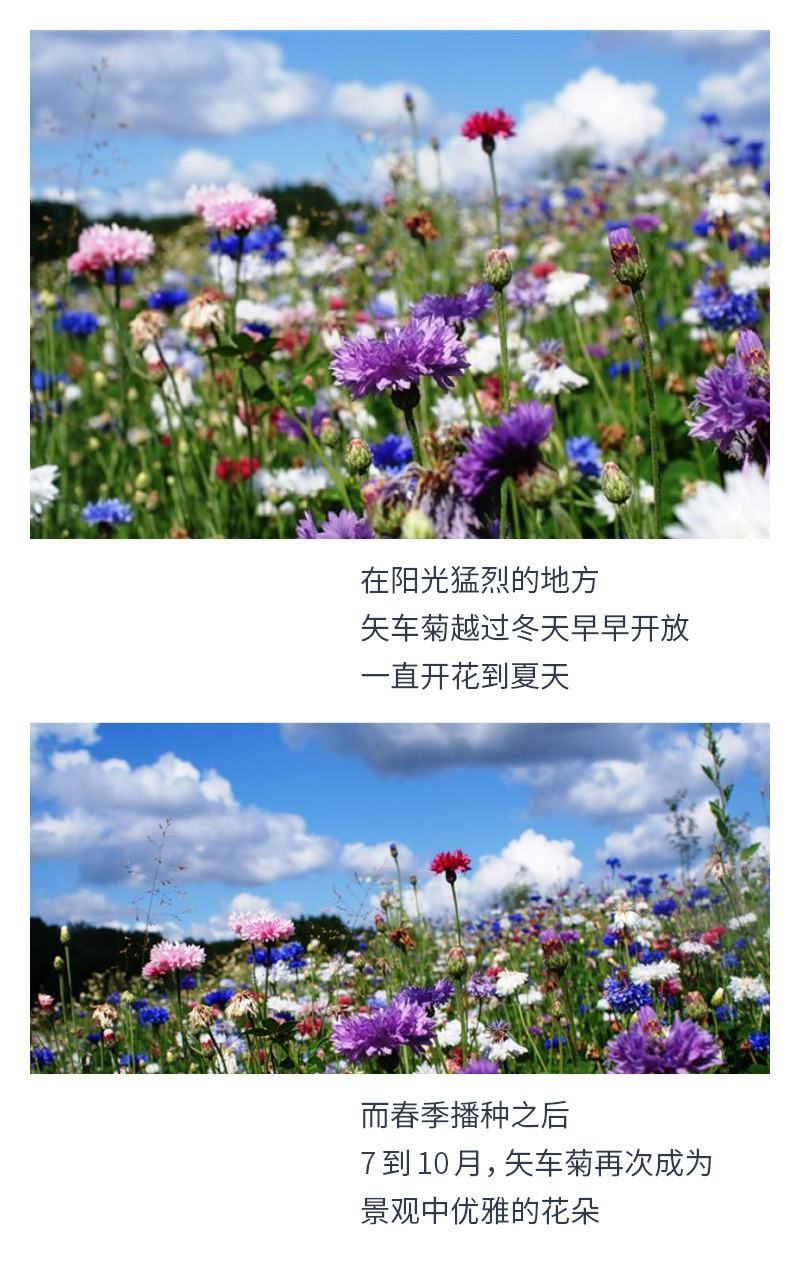 矢车菊种子四季播种开花庭院室外蓝色耐寒花籽春季易活花种籽