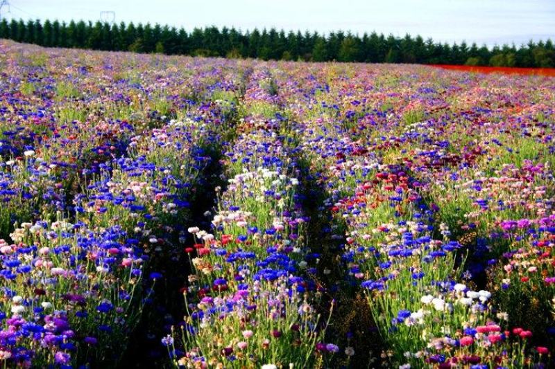 矢车菊种子四季播种开花庭院室外蓝色耐寒花籽春季易活花种籽
