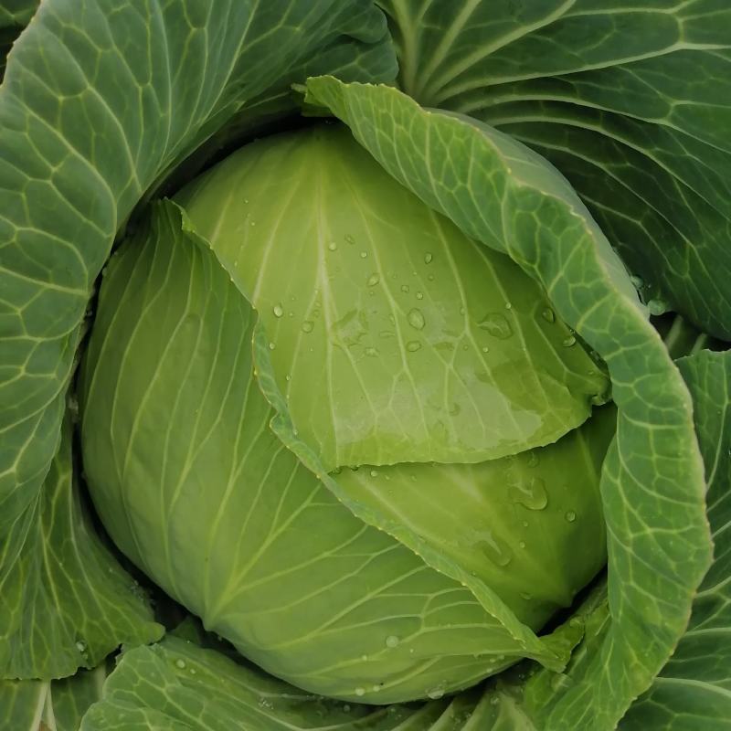 嘉鱼扁包菜优质平包菜产地直发保质保量货源充足可全国发货