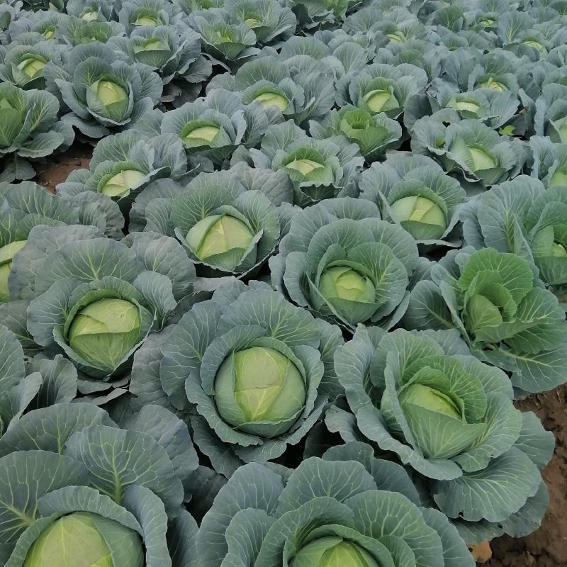 嘉鱼扁包菜优质平包菜产地直发保质保量货源充足可全国发货