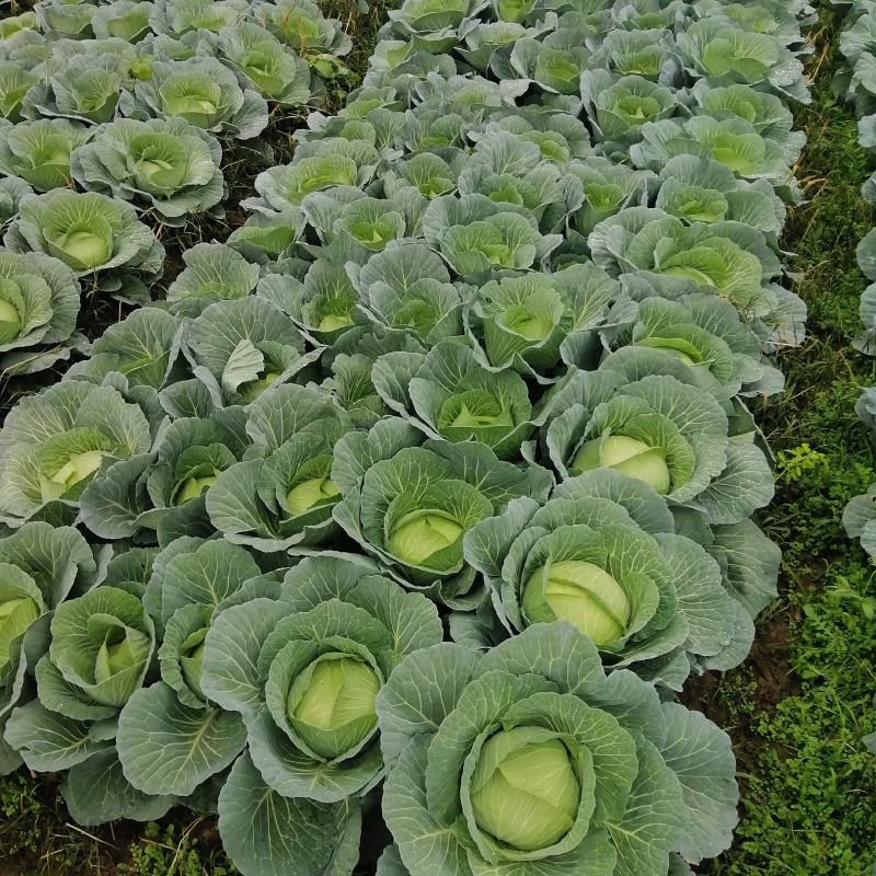 嘉鱼扁包菜优质平包菜产地直发保质保量货源充足可全国发货