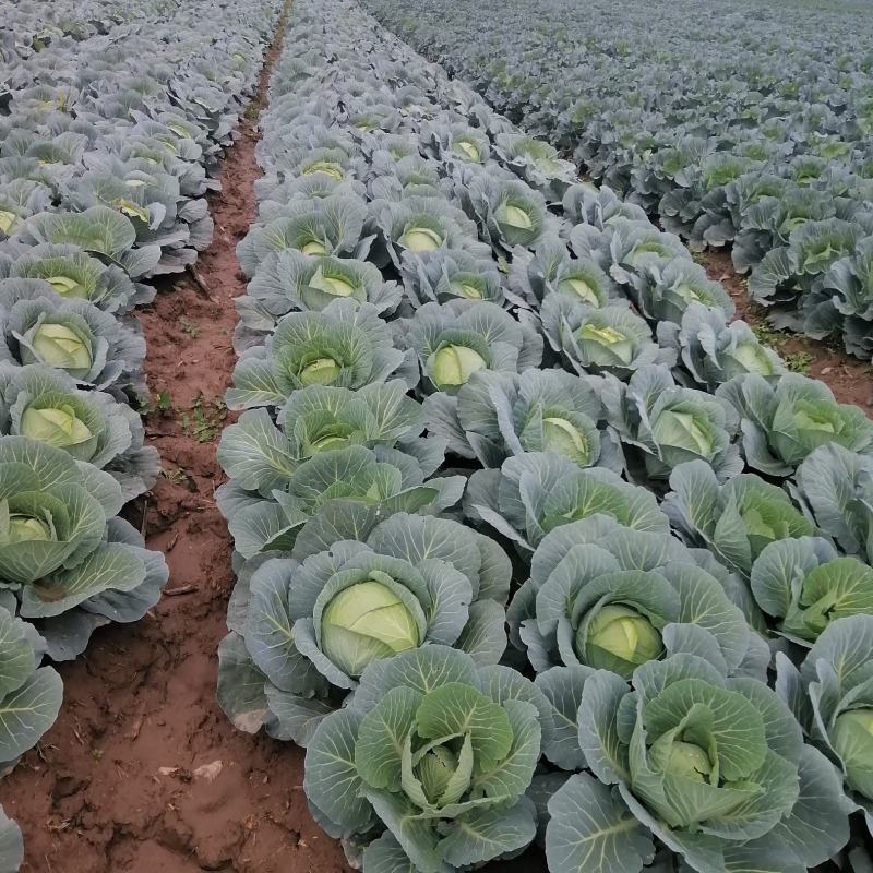 嘉鱼扁包菜优质平包菜产地直发保质保量货源充足可全国发货
