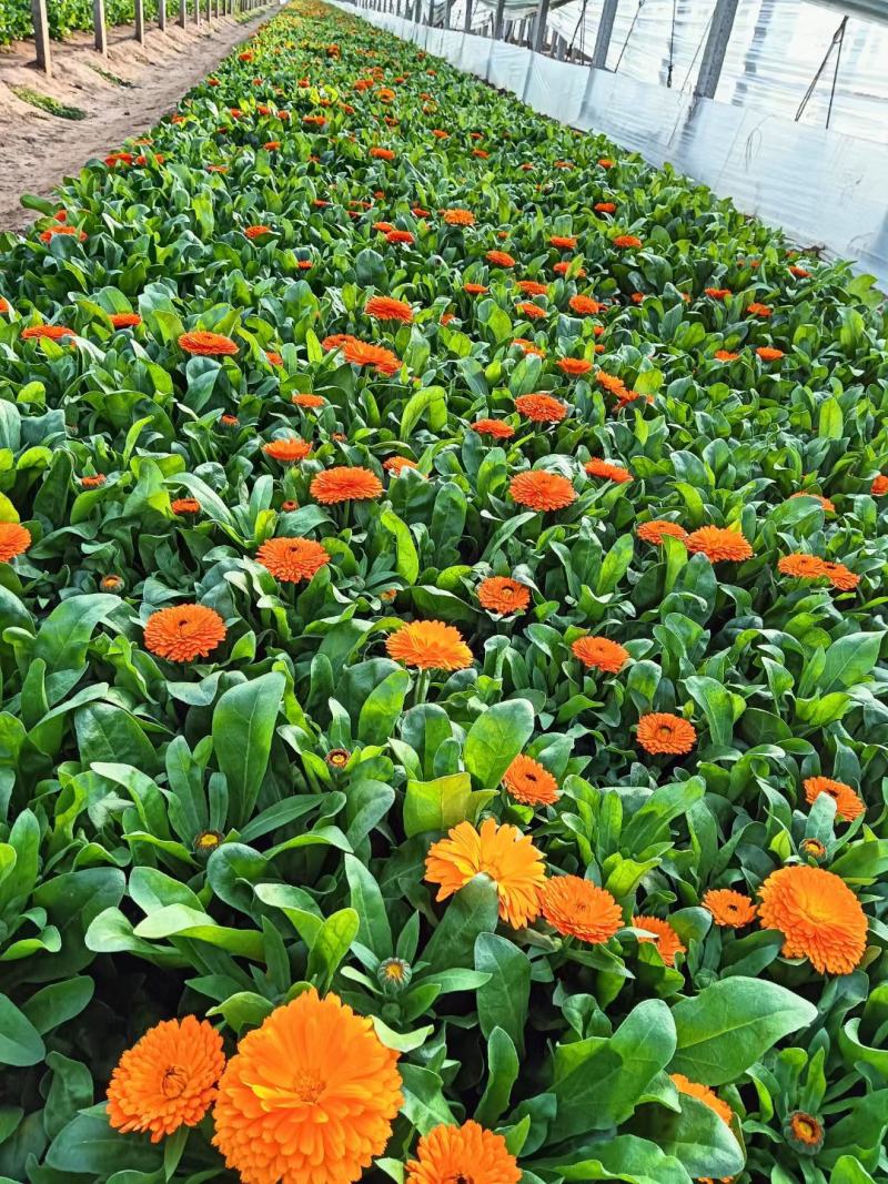 金盏菊