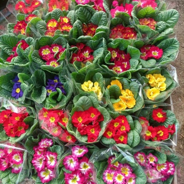 报春花