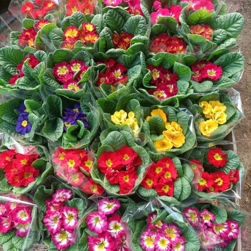 报春花