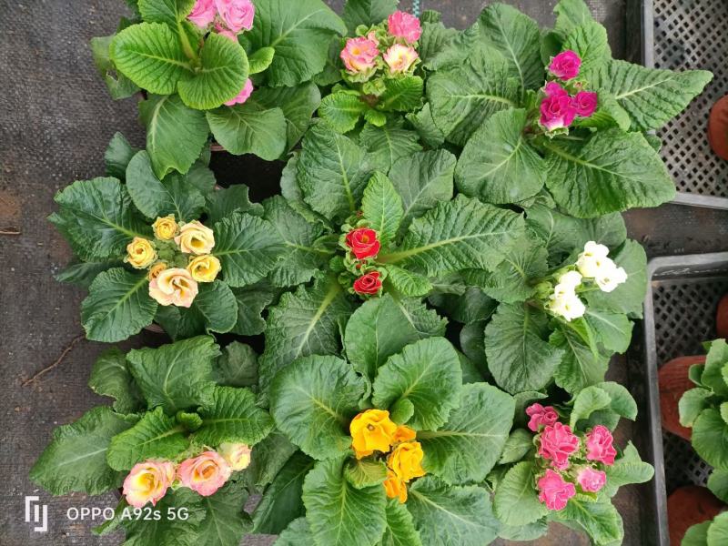 报春花