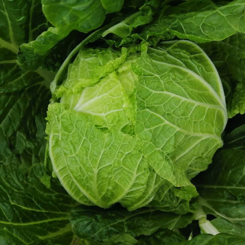 嘉鱼黄心大白菜产地直发湖北矮颗精品大白菜一手货源全国发货