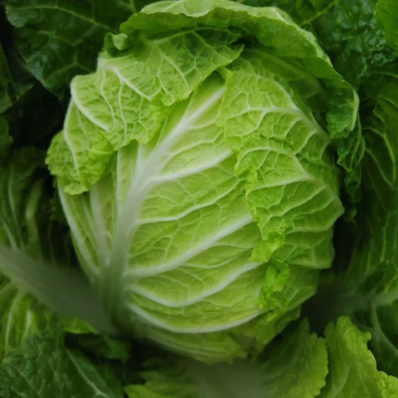 嘉鱼黄心大白菜产地直发湖北矮颗精品大白菜一手货源全国发货