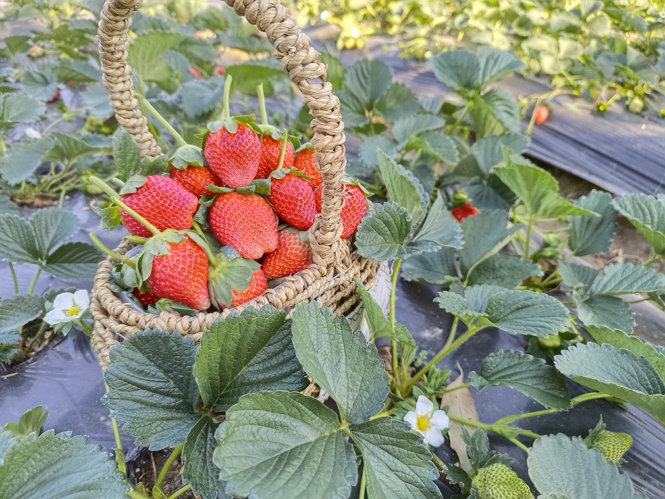 草莓采摘园游客体验图