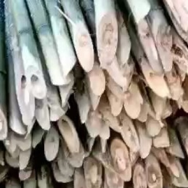 笛竹，苦竹