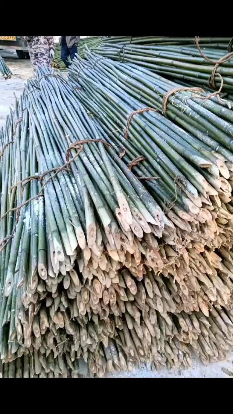 笛竹，苦竹