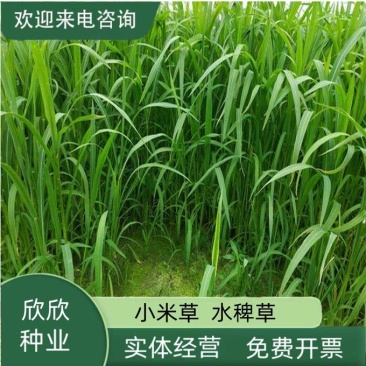 小米草种籽水草鱼虾蟹牧草籽耐水淹猪牛羊四季牧草种子
