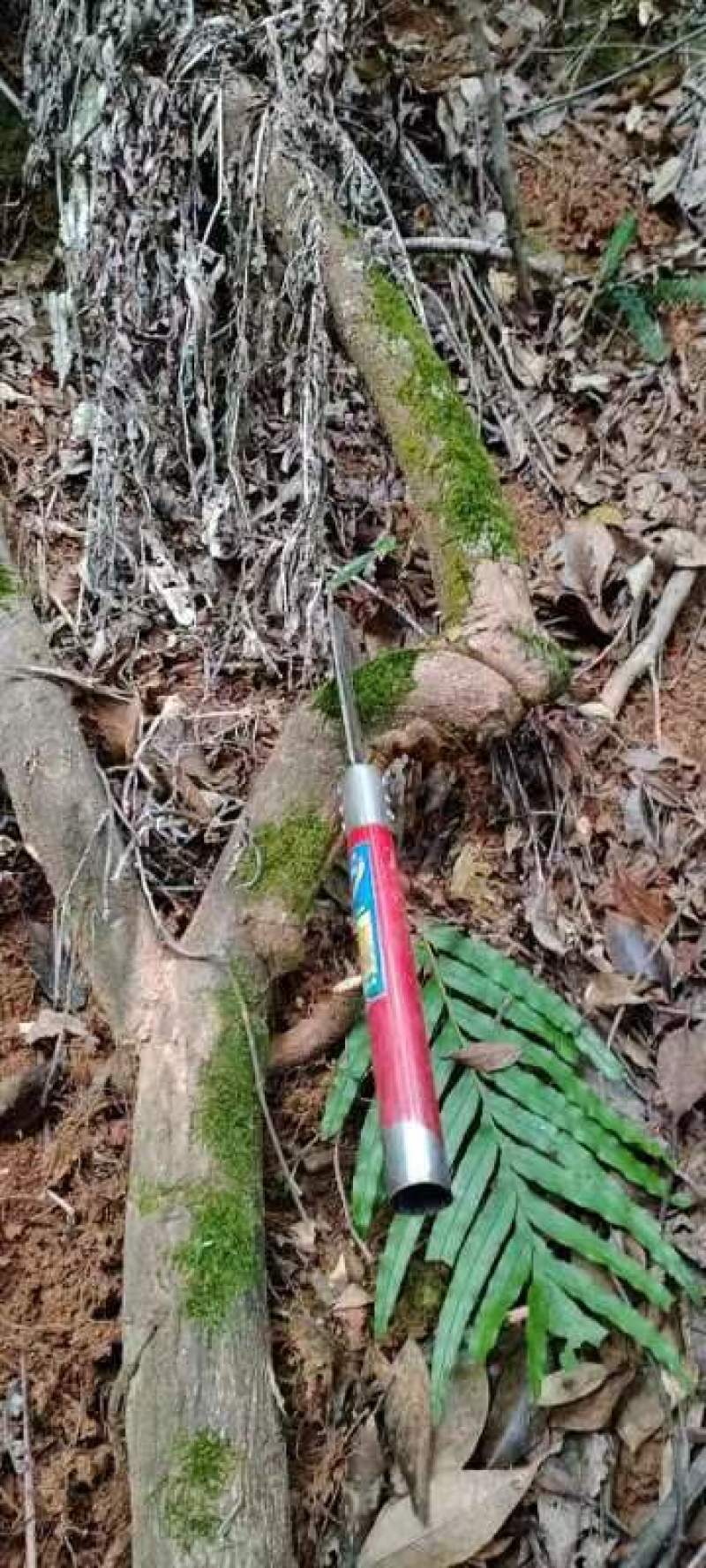 野生血风藤老人根大血藤走马风月子洗澡洗头草药