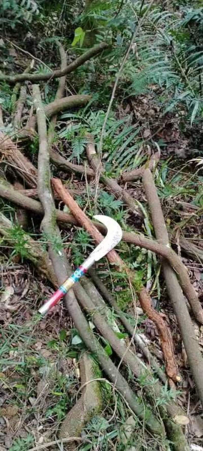 野生血风藤老人根大血藤走马风月子洗澡洗头草药