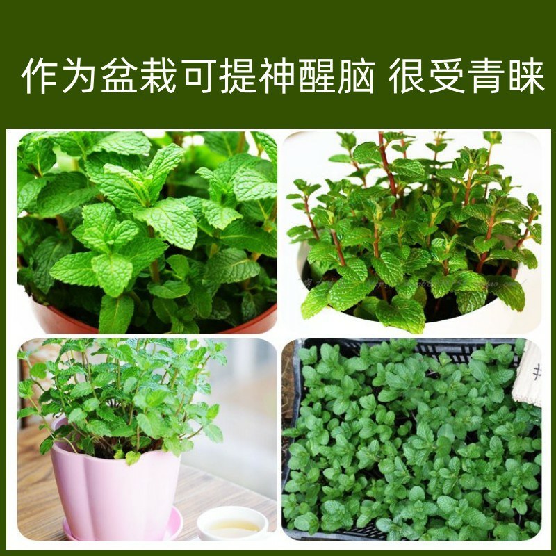 留兰香薄荷种子香水薄荷可食用花坛庭院绿化驱蚊花卉美国薄荷