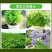 留兰香薄荷种子香水薄荷可食用花坛庭院绿化驱蚊花卉美国薄荷