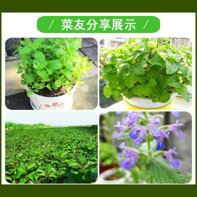 留兰香薄荷种子香水薄荷可食用花坛庭院绿化驱蚊花卉美国薄荷