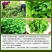 留兰香薄荷种子香水薄荷可食用花坛庭院绿化驱蚊花卉美国薄荷