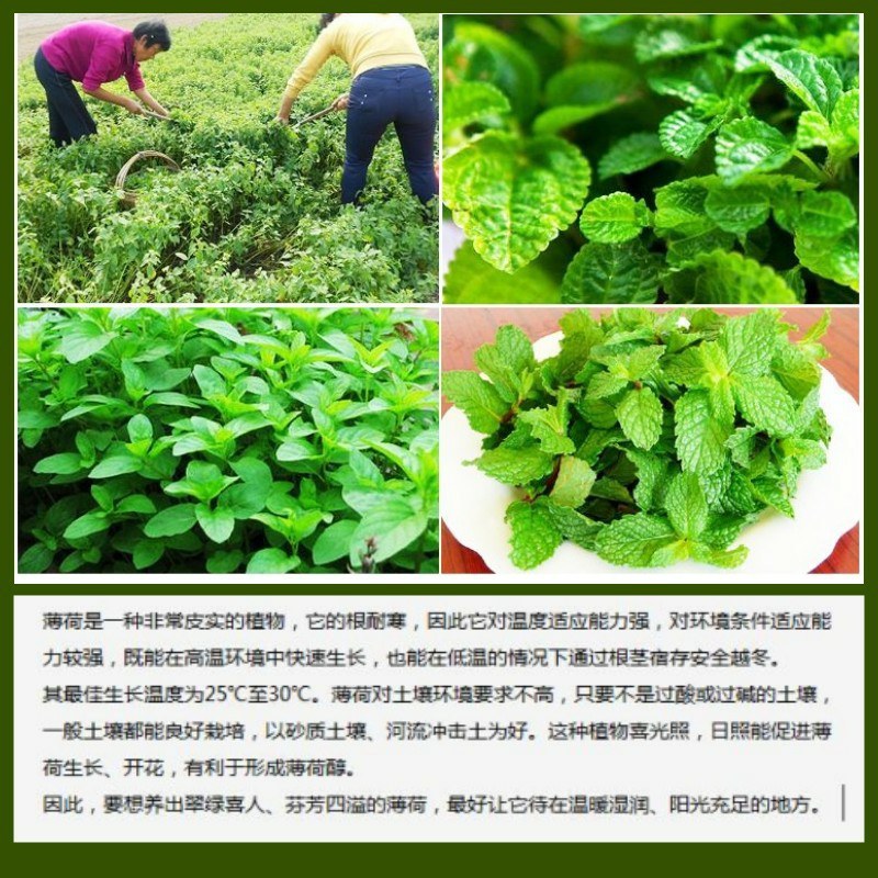 留兰香薄荷种子香水薄荷可食用花坛庭院绿化驱蚊花卉美国薄荷
