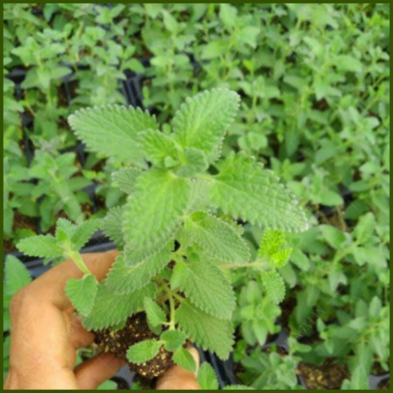 留兰香薄荷种子香水薄荷可食用花坛庭院绿化驱蚊花卉美国薄荷