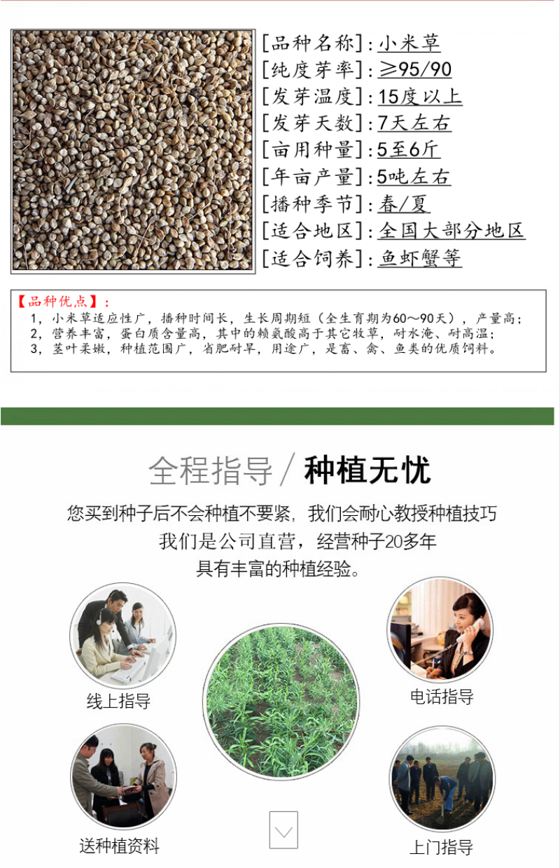 水草小米草种子雀叶稗草子牧草种子牛羊水生植物养殖虾蟹鱼草