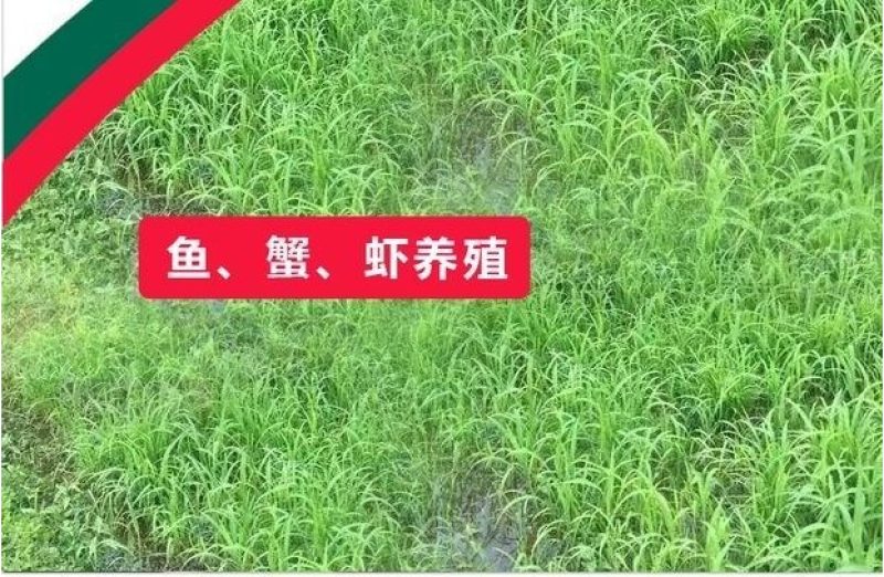 水草小米草种子雀叶稗草子牧草种子牛羊水生植物养殖虾蟹鱼草