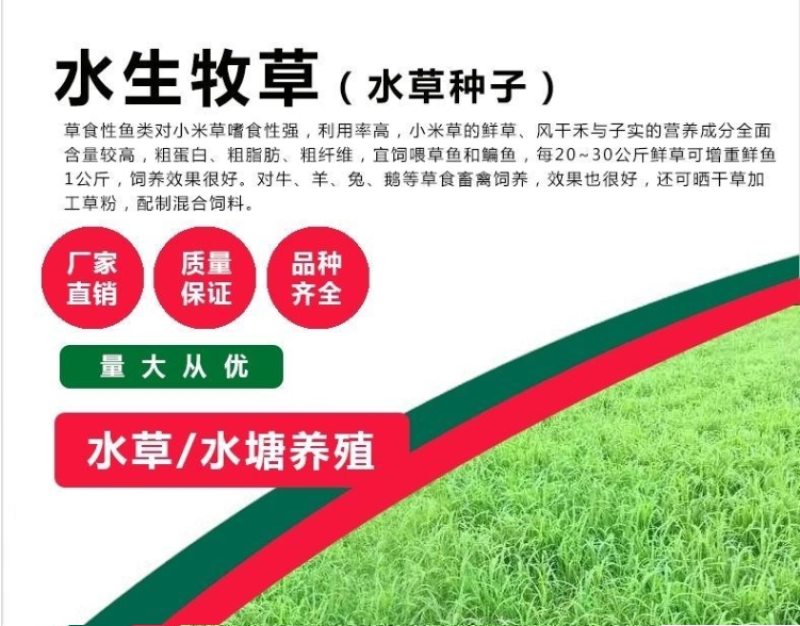 水草小米草种子雀叶稗草子牧草种子牛羊水生植物养殖虾蟹鱼草