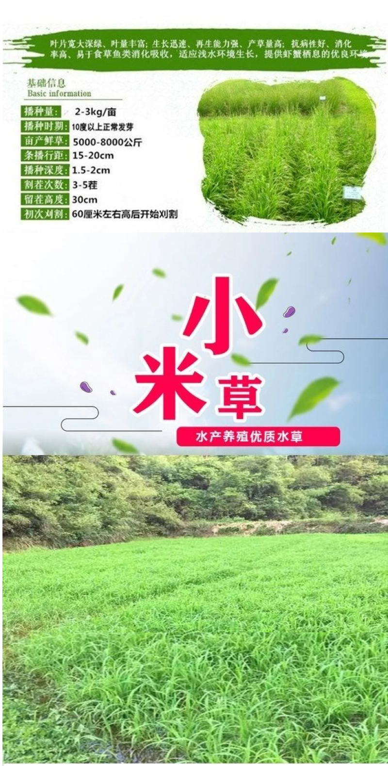 水草小米草种子雀叶稗草子牧草种子牛羊水生植物养殖虾蟹鱼草