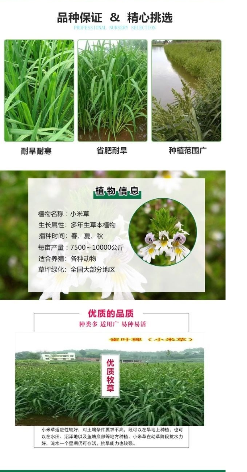 水草小米草种子雀叶稗草子牧草种子牛羊水生植物养殖虾蟹鱼草