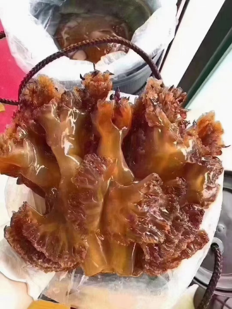 舟山洞头三矾精品筒装海哲蜇