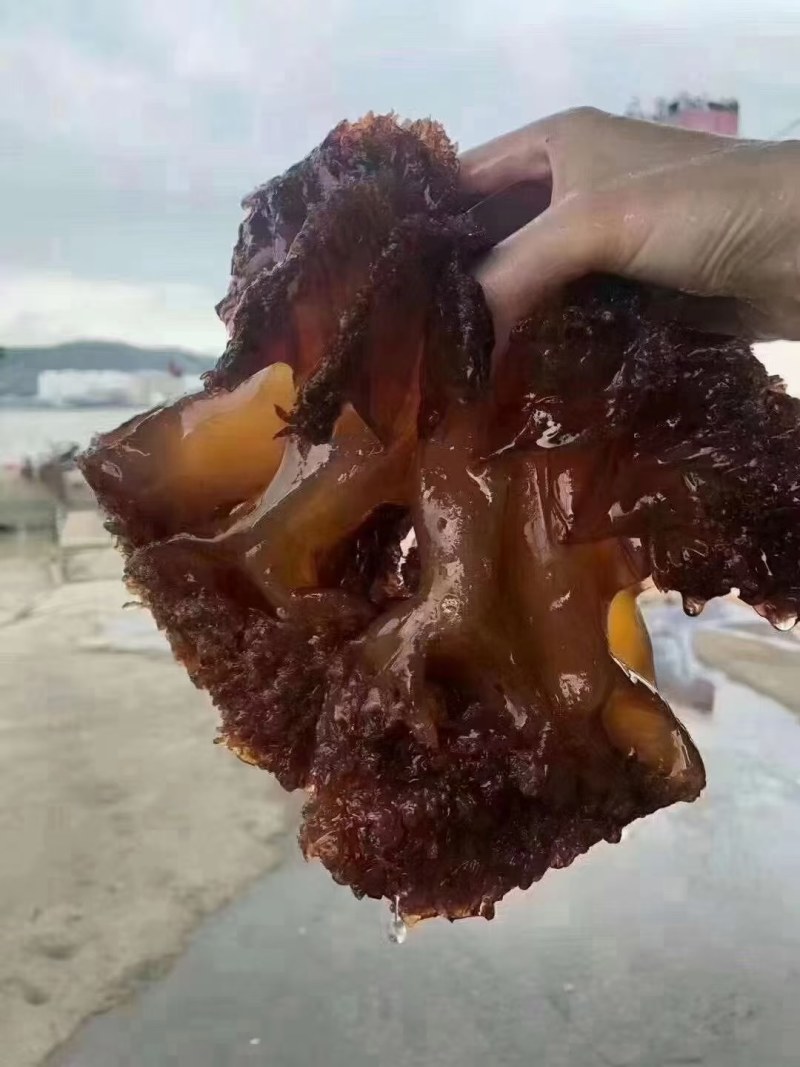 舟山洞头三矾精品筒装海哲蜇