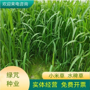 水草小米草种子雀叶稗草子牧草种子牛羊水生植物养殖虾蟹鱼草