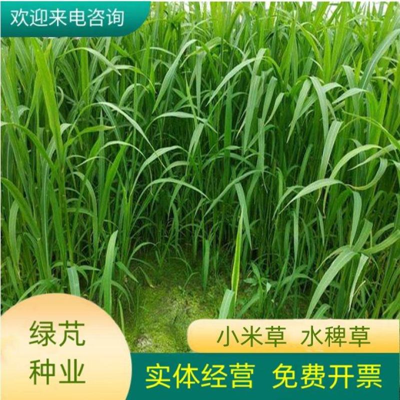 水草小米草种子雀叶稗草子牧草种子牛羊水生植物养殖虾蟹鱼草