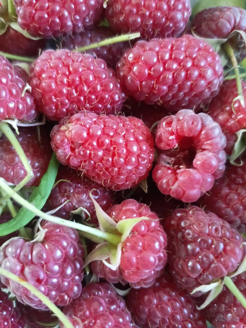树莓果，树莓果无论大人和小孩都愿意吃。