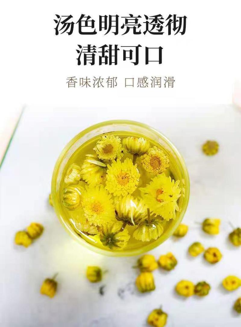 伊膳师胎菊王桐乡头茬新货正宗花茶罐装批发野菊花茶野生清热