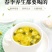 伊膳师胎菊王桐乡头茬新货正宗花茶罐装批发野菊花茶野生清热