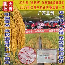 中国泰米高产优质长粒抗病抗倒国审水稻杂交种子原装正稻一号