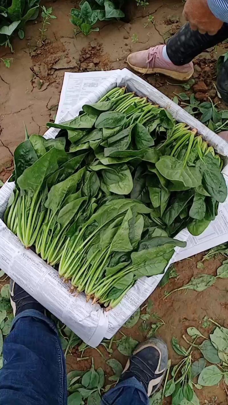 优质圆叶小菠菜15-20厘米，万亩基地