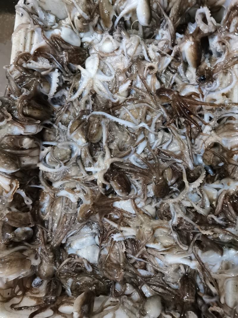 章鱼，八爪鱼，迷你小章鱼，鲜活速冻大板，三去翻花代加工