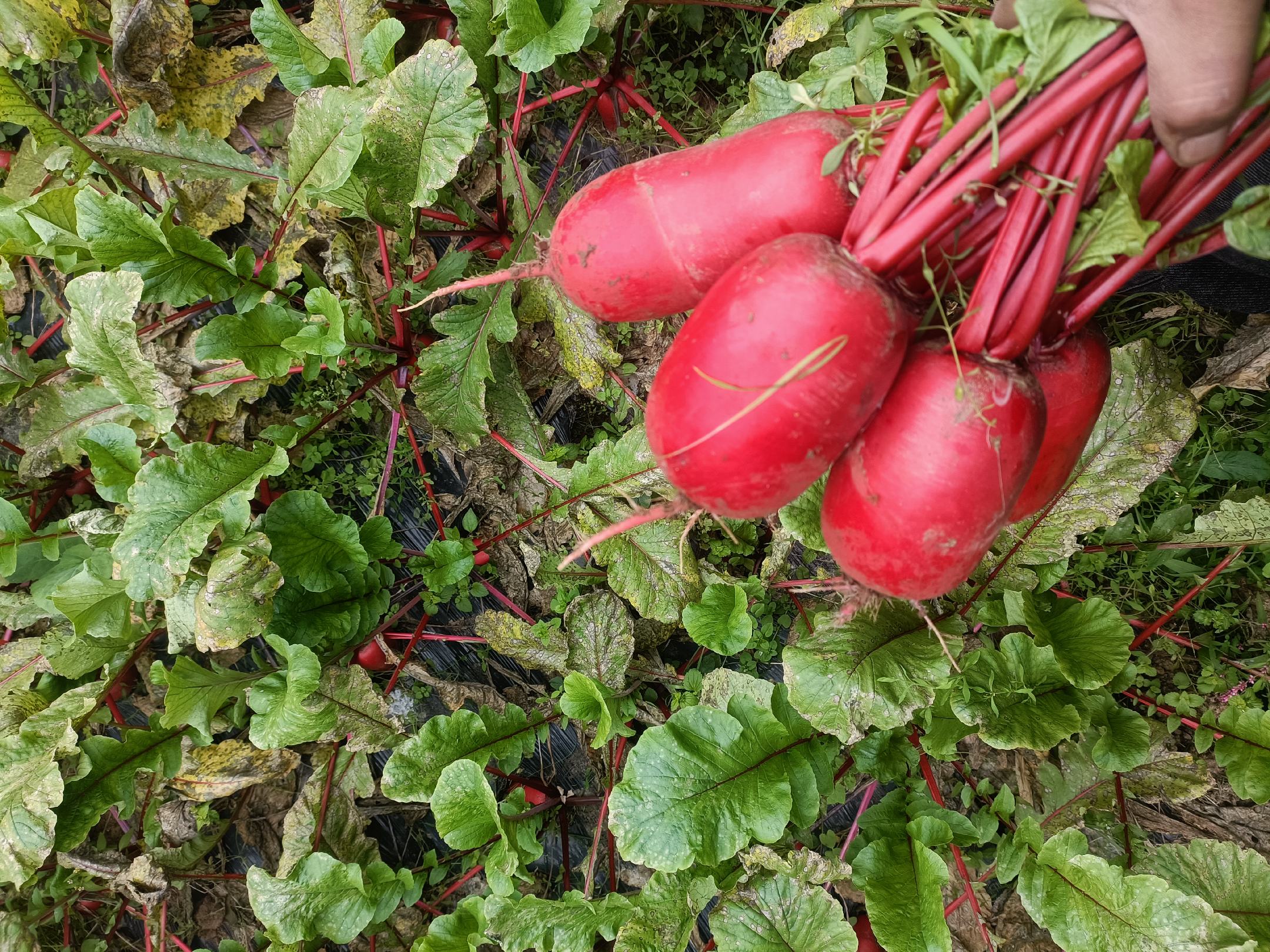 新鲜采摘的红皮萝卜,表皮呈鲜艳的紫红色,顶部带有绿色叶片,切开后内部为白色或略带粉红色的脆嫩肉质,展示其完整形态与剖面结构 红皮萝卜特写